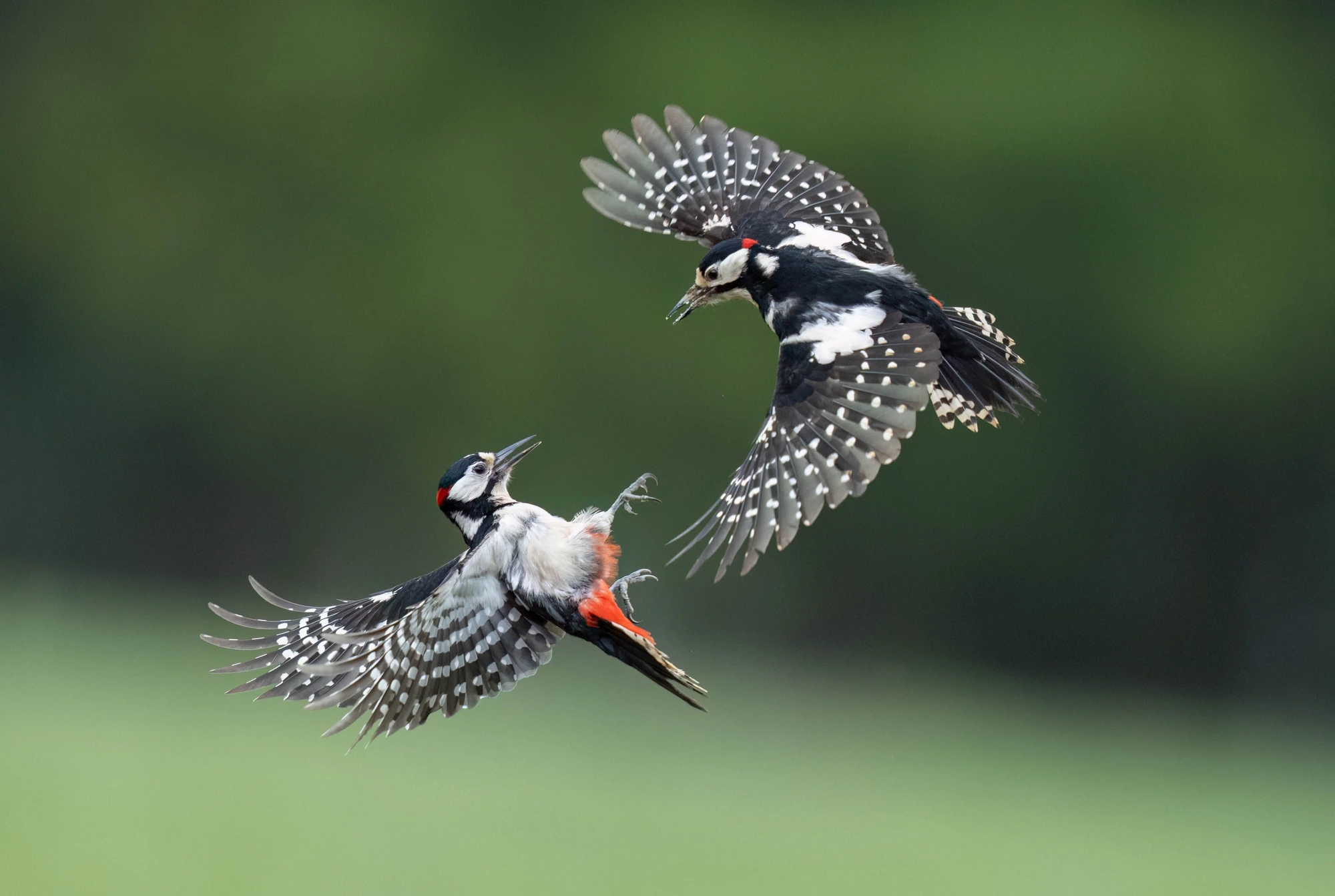 The Imprint of Anxiety: Fight, Flight, and Healing from Trauma